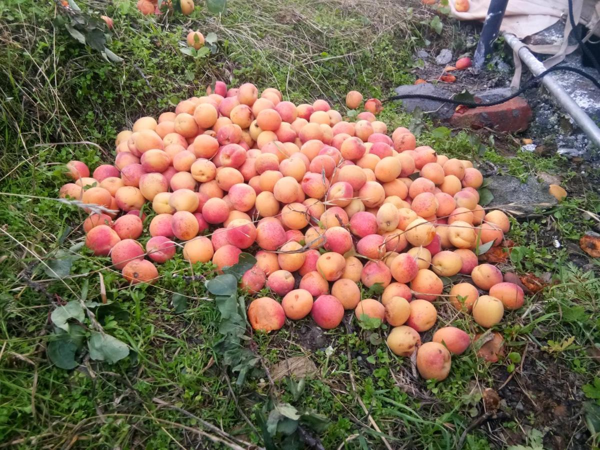 In Apple Estate Kanatal - Himalayan View Resort With Courteous Staff Exterior photo